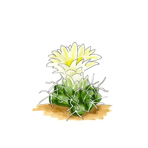 Watercolor illustration of a Navajo pincushion cactus (Pediocactus peeblesianus), a small cactus with curling spines and a cream flower.