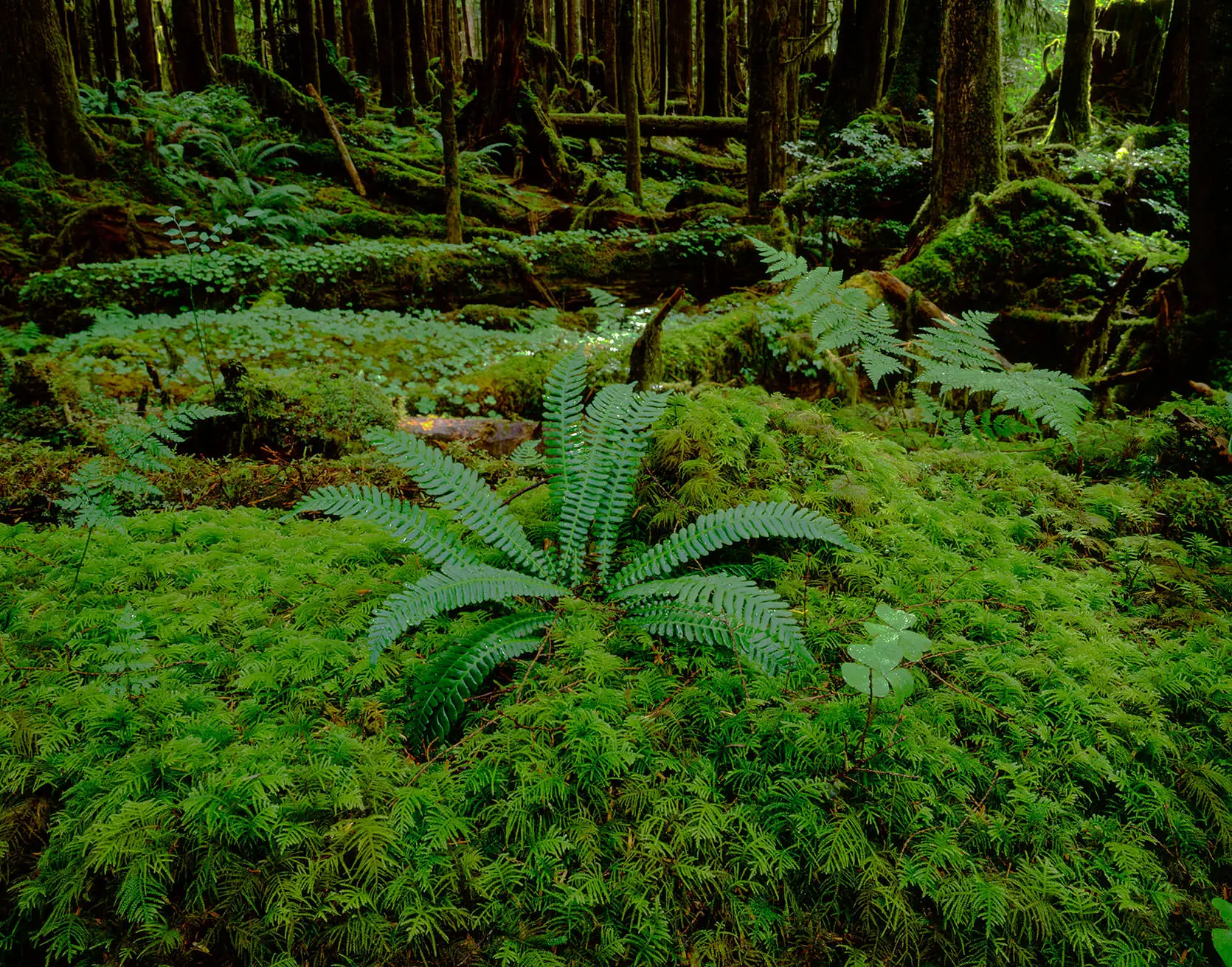 A lush Olympic Peninsula rainforest floor near Neah Bay, carpeted with moss and sword ferns among fallen logs.