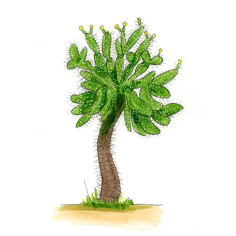 Watercolor illustration of a necklacelike pricklypear (Consolea moniliformis), a small tree with a bare trunk and a crown of pads.