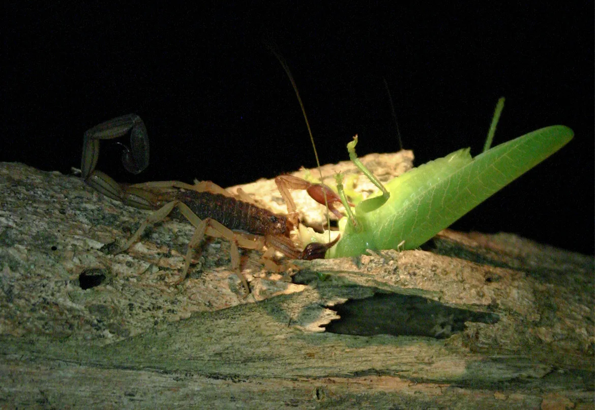 Neotropical bark scorpion (Centruroides margaritatus) hunting at night near Morgan's Rock, Nicaragua