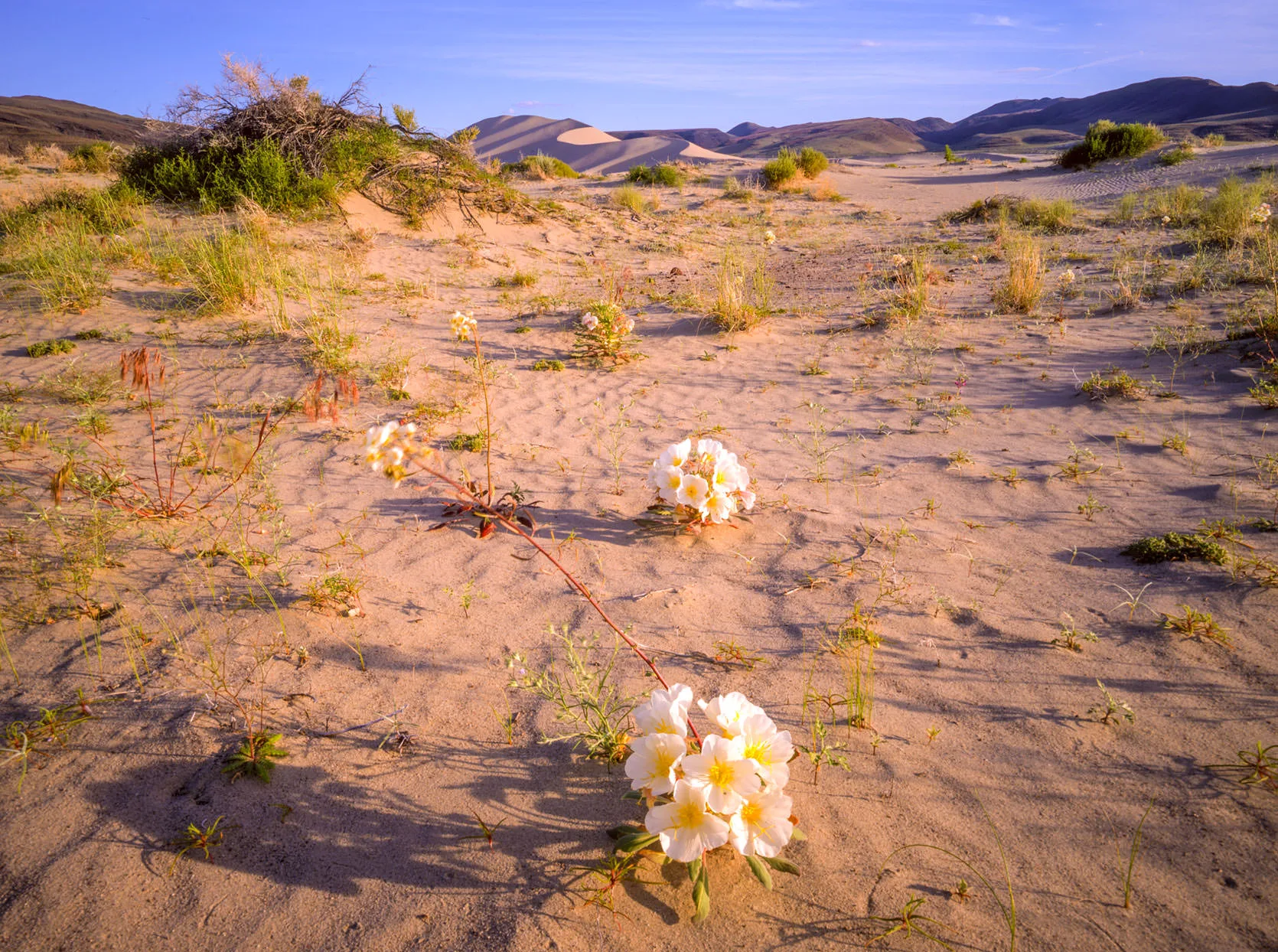 White dune evening primrose flowers blooming on sand near Sand Mountain, Nevada, with dunes and mountains beyond.