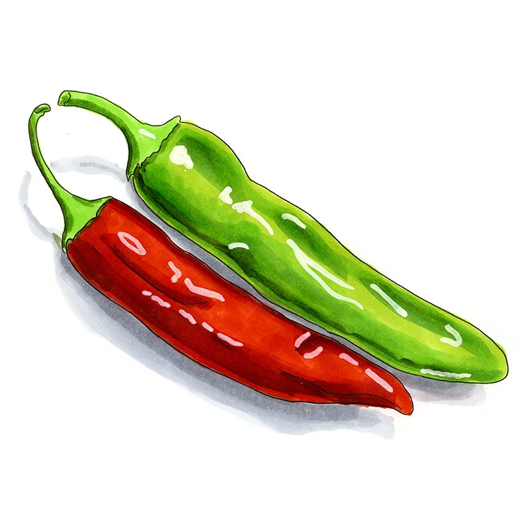 New Mexico chile pepper illustrated in watercolor and ink on a white background