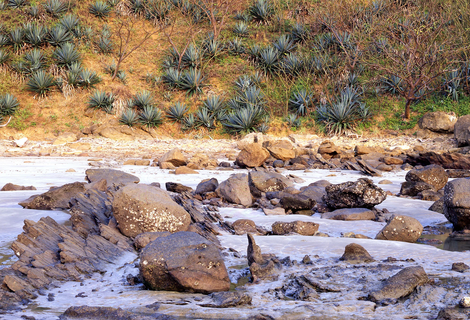 A rocky Pacific shoreline at low tide below agave-covered bluffs at golden hour, Nicaragua