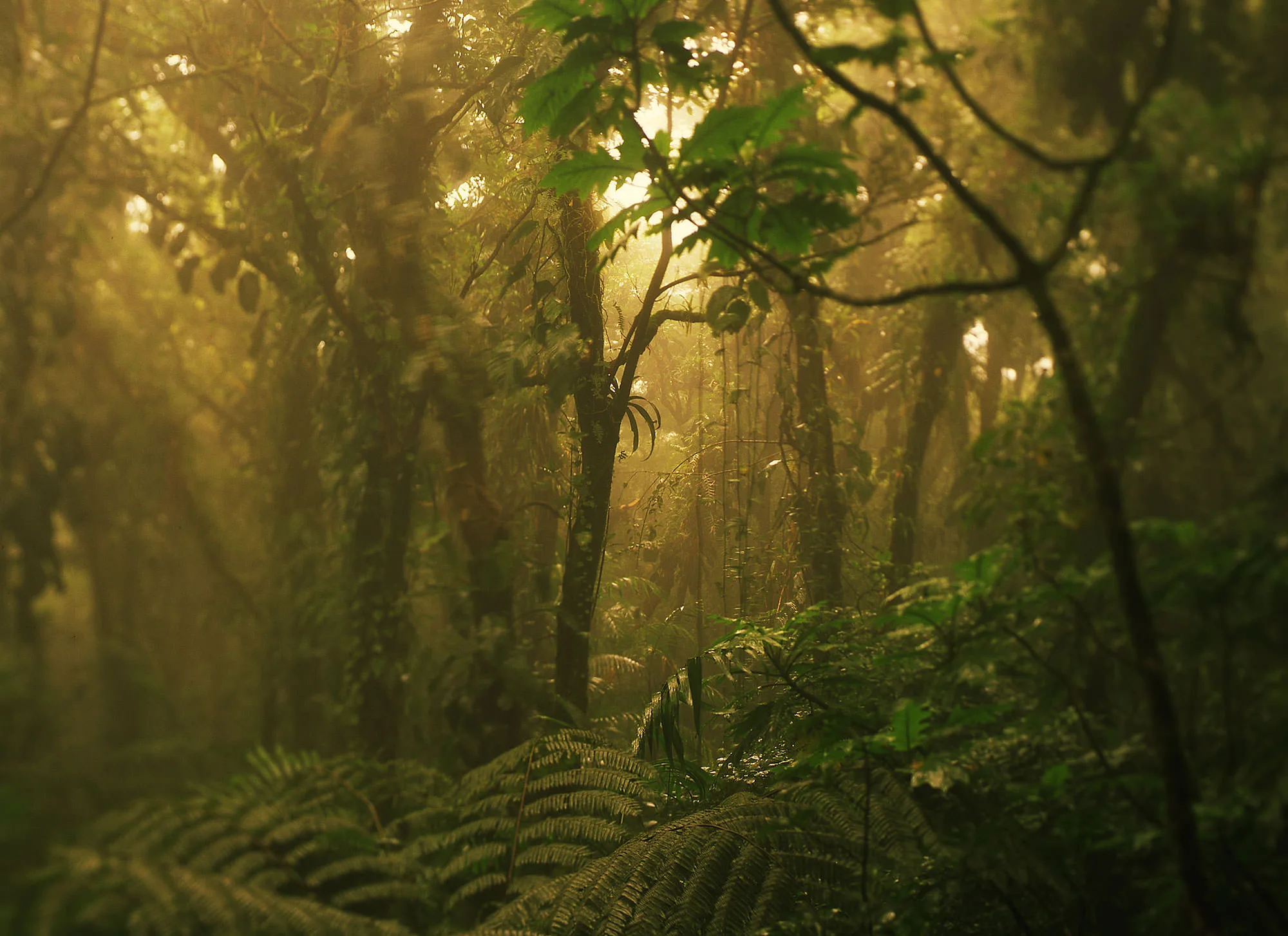 Light through the cloud forest on the Puma Trail, with tree ferns, vines and cecropias, Mombacho Volcano, Nicaragua