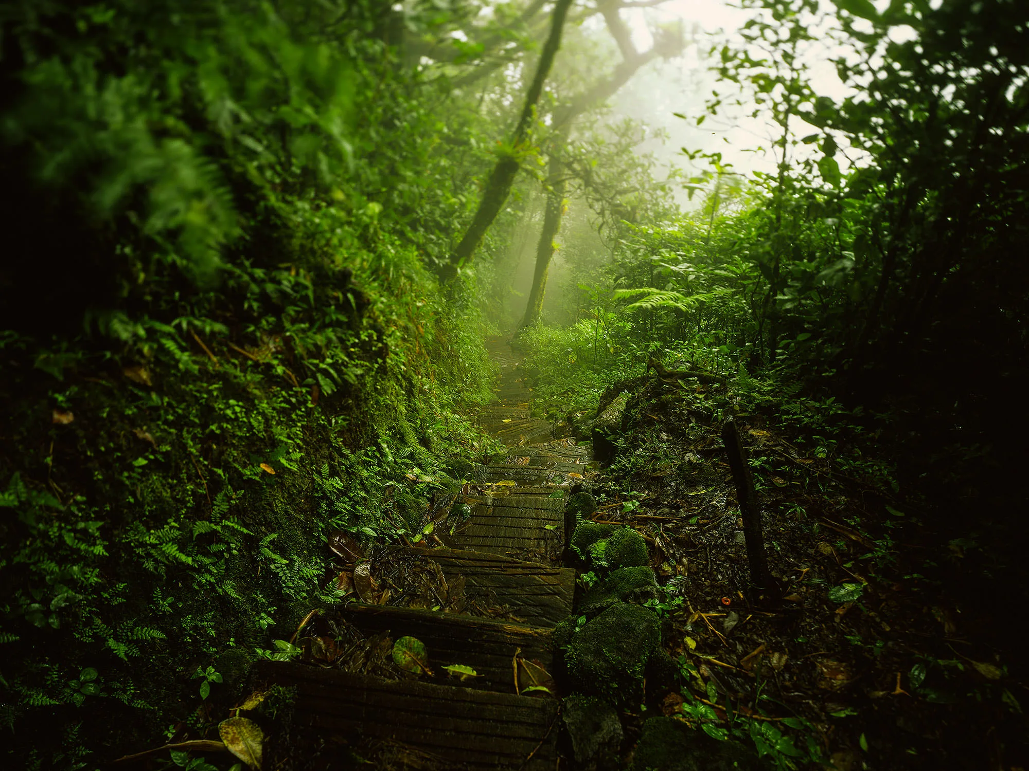 Stone steps climbing through misty, moss-covered cloud forest on the Puma Trail of Volcán Mombacho, Nicaragua.