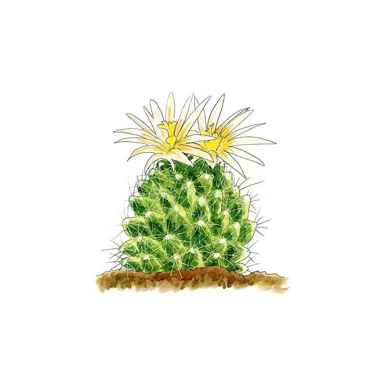 Watercolor illustration of Nickels's pincushion cactus (Coryphantha nickelsiae), a spiny dome with pale yellow flowers.
