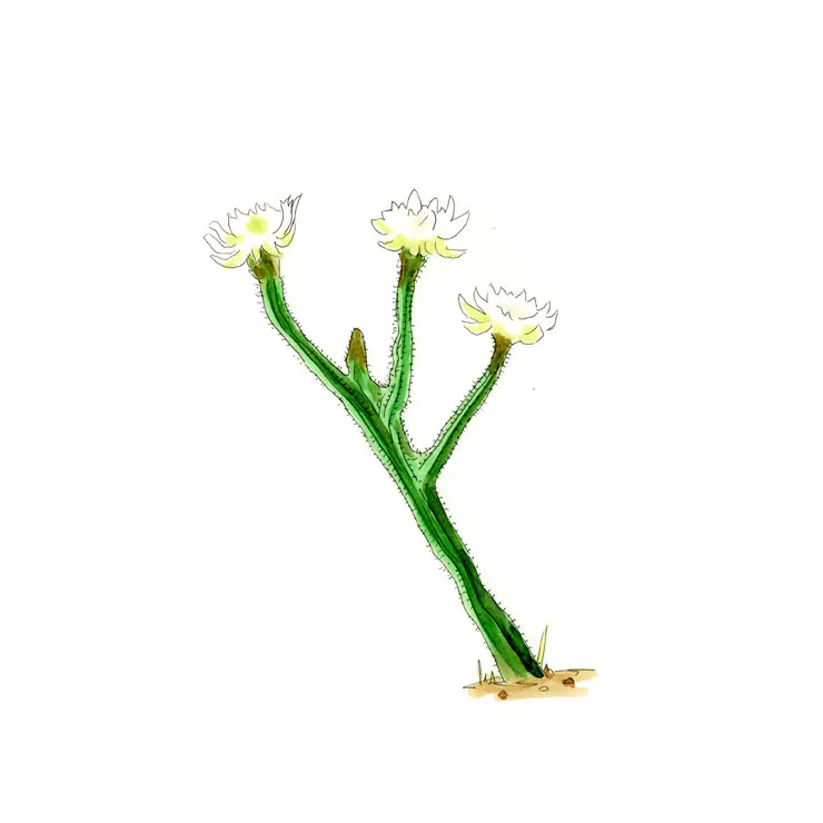 Watercolor illustration of a night-blooming cereus (Peniocereus greggii), thin, dark stems topped with white flowers.