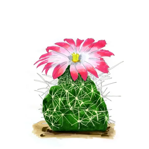 Watercolor illustration of a nipple beehive cactus (Coryphantha macromeris), a spiny mound with a large pink and white flower.