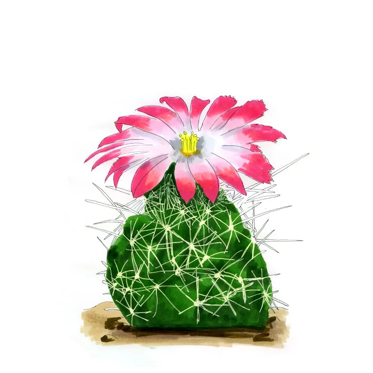 Watercolor illustration of a nipple beehive cactus (Coryphantha macromeris), a spiny mound with a large pink and white flower.