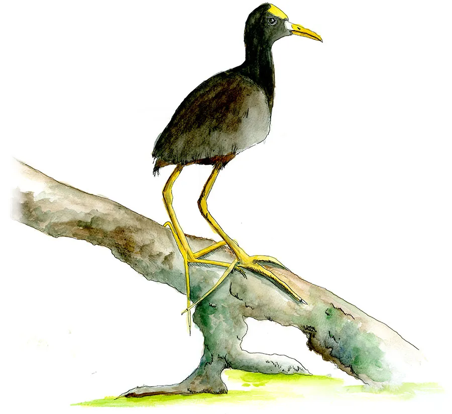 Watercolor sketch of a northern jacana (Jacana spinosa) perched on a branch at Peje Perrito Lagoon on the Osa Peninsula, Costa Rica.