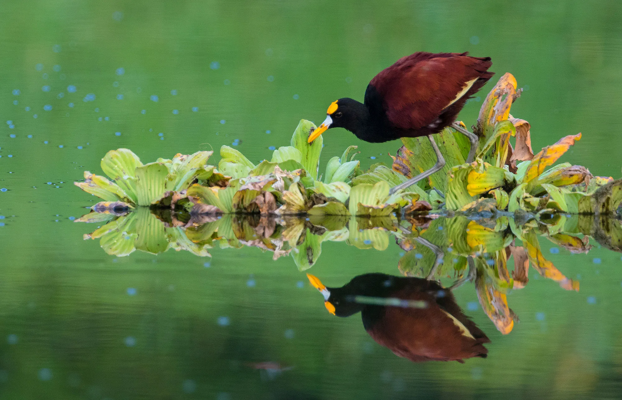A northern jacana (Jacana spinosa) stepping across floating water lettuce, its reflection below