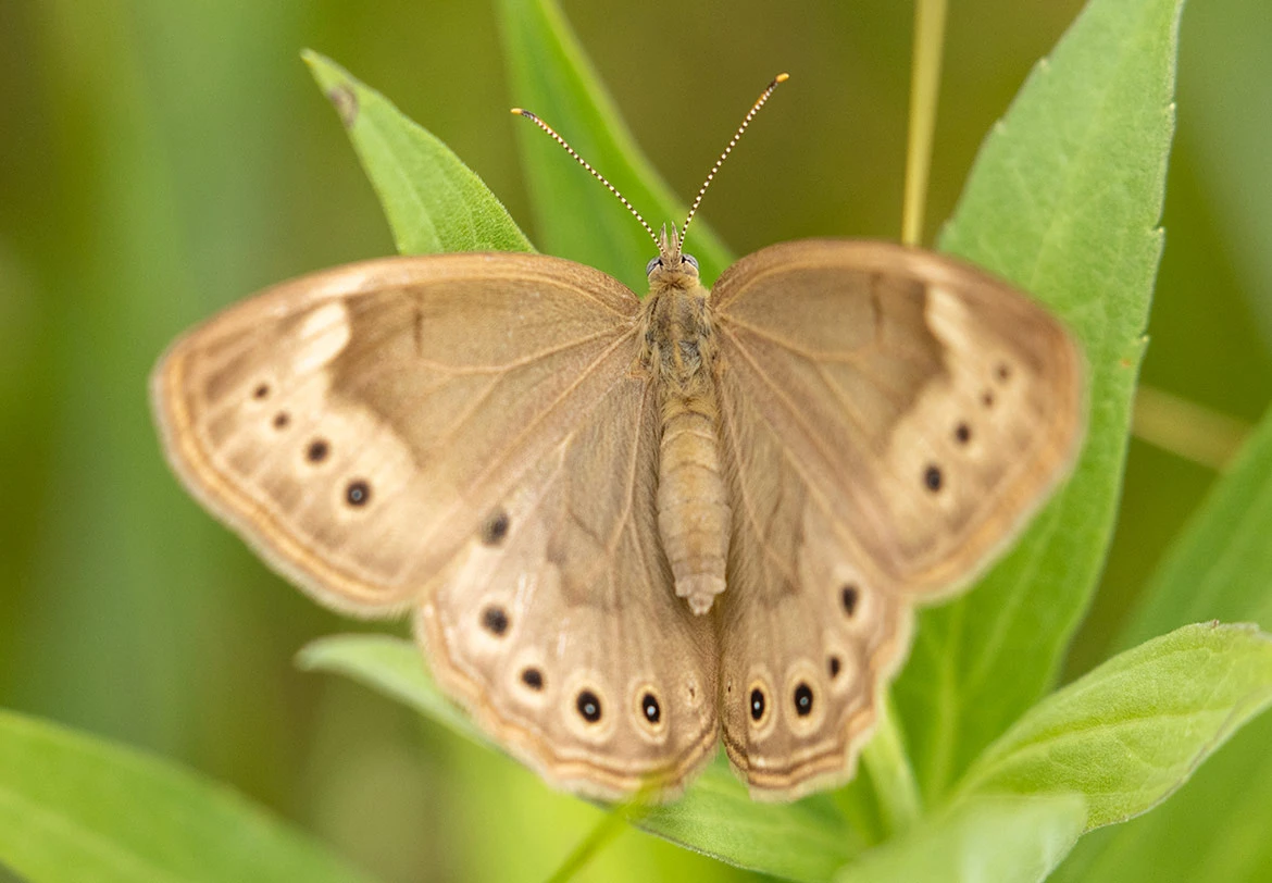 Northern Pearly-eye (Enodia anthedon), Minnesota Valley NWR, Minnesota