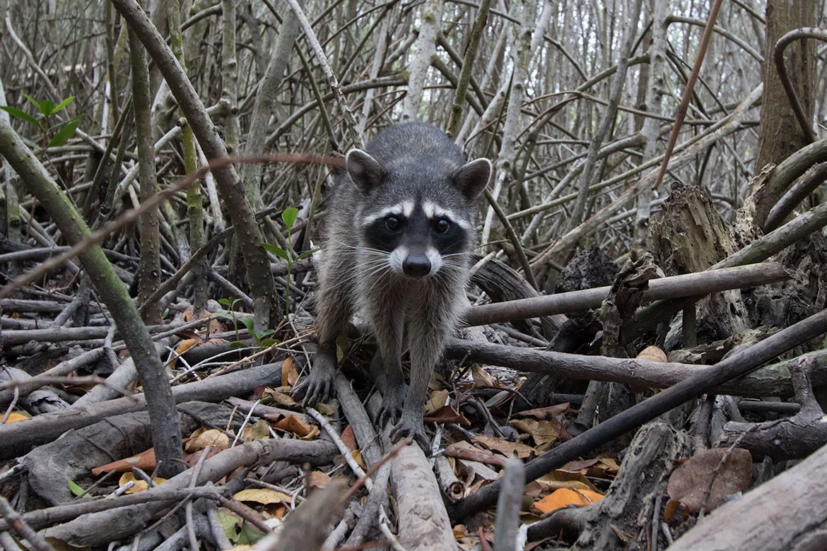 A northern raccoon (Procyon lotor) walking toward the camera through a tangle of mangrove roots and fallen leaves.