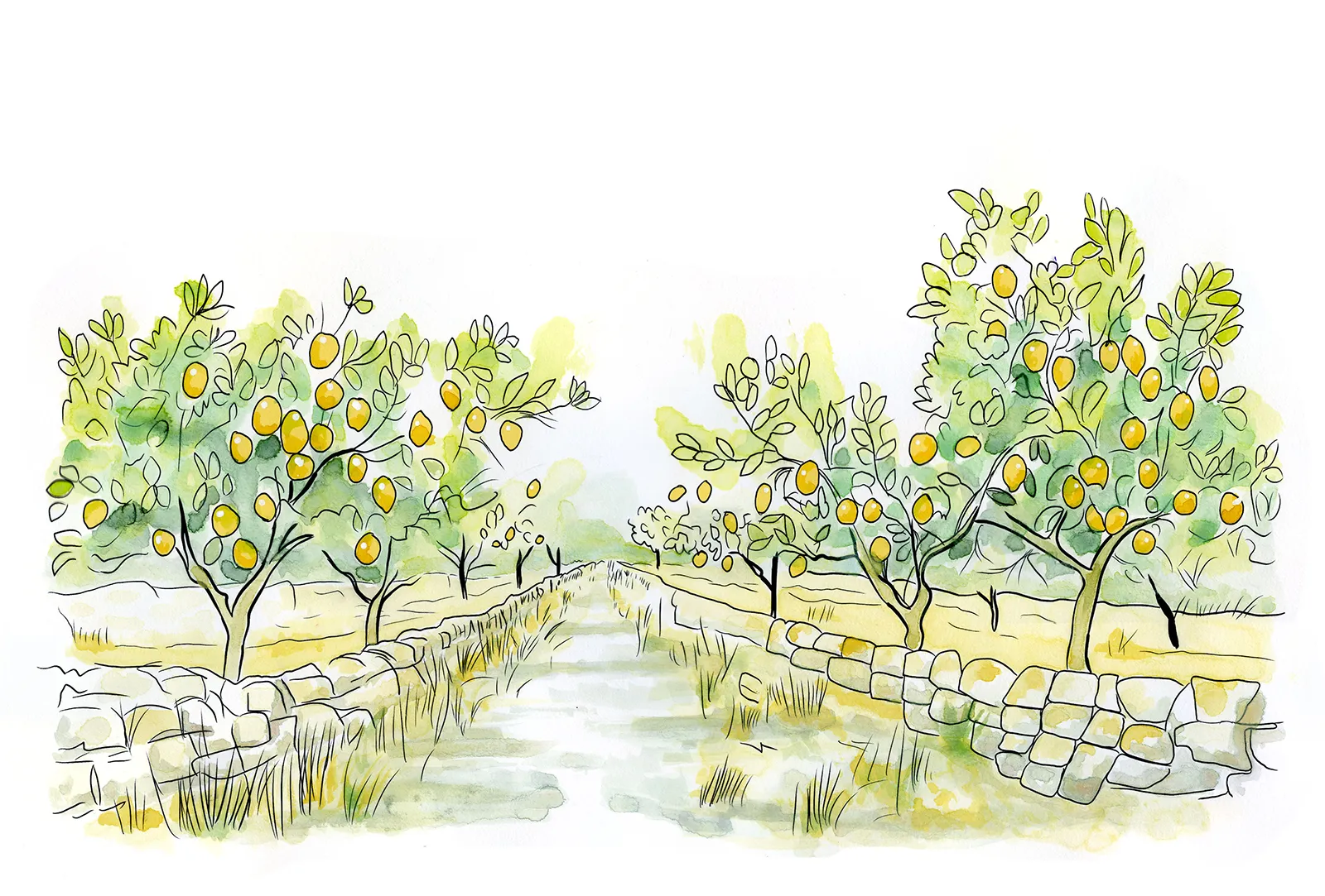 Liner pen and watercolor sketch of Femminello lemon trees heavy with fruit between low dry-stone walls in the Noto Valley, Sicily.