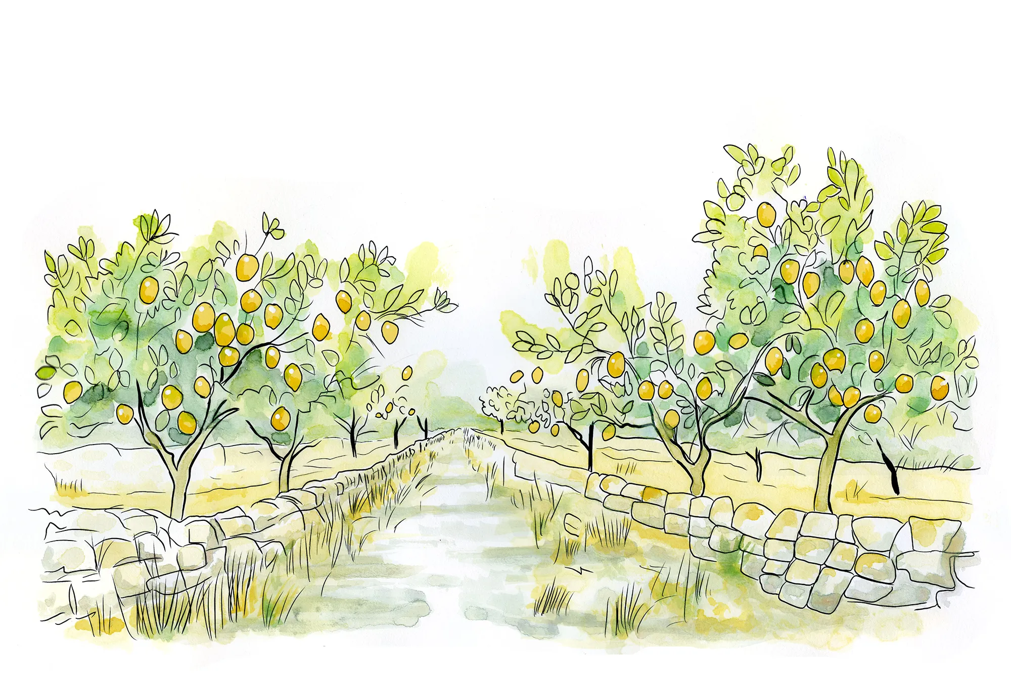 Liner pen, Copic marker and watercolor sketch of a grove of Femminello lemon trees heavy with yellow fruit, planted between low dry-stone walls in the Noto Valley.