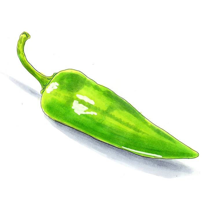 Numex Big Jim pepper illustrated in watercolor and ink on a white background