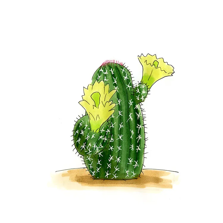 Watercolor illustration of a nylon hedgehog cactus (Echinocereus viridiflorus), a small ribbed stem with yellow-green flowers.