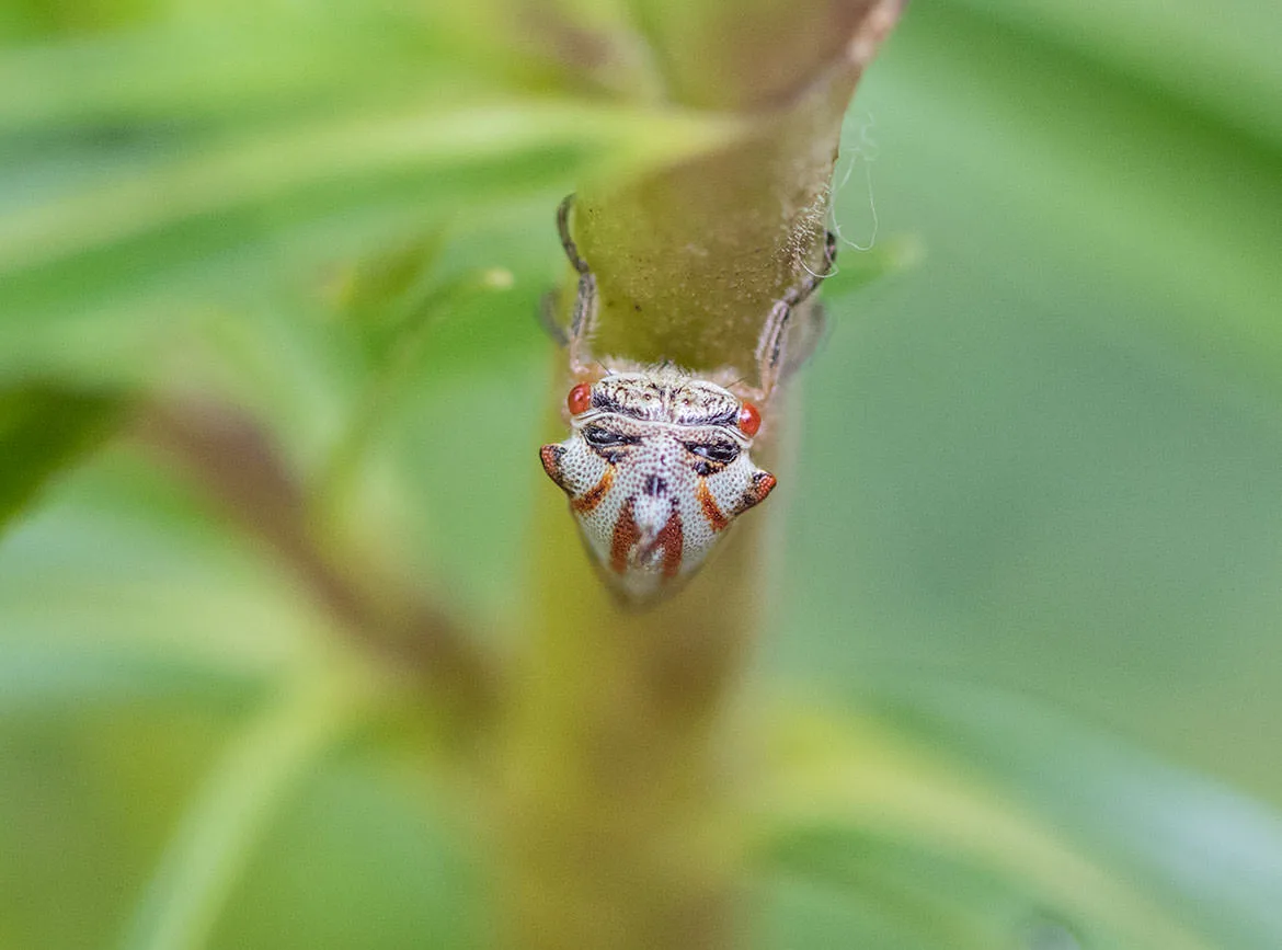 Close-up of an oak treehopper (Platycotis vittata) clinging head-down to a green stem, its pale shell marked with red streaks