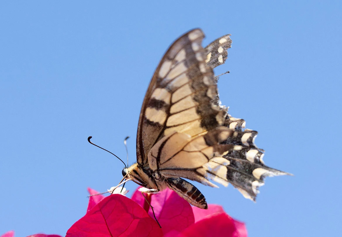 Old World Swallowtail (Papilio machaon), Paros Park, Paros, Greece
