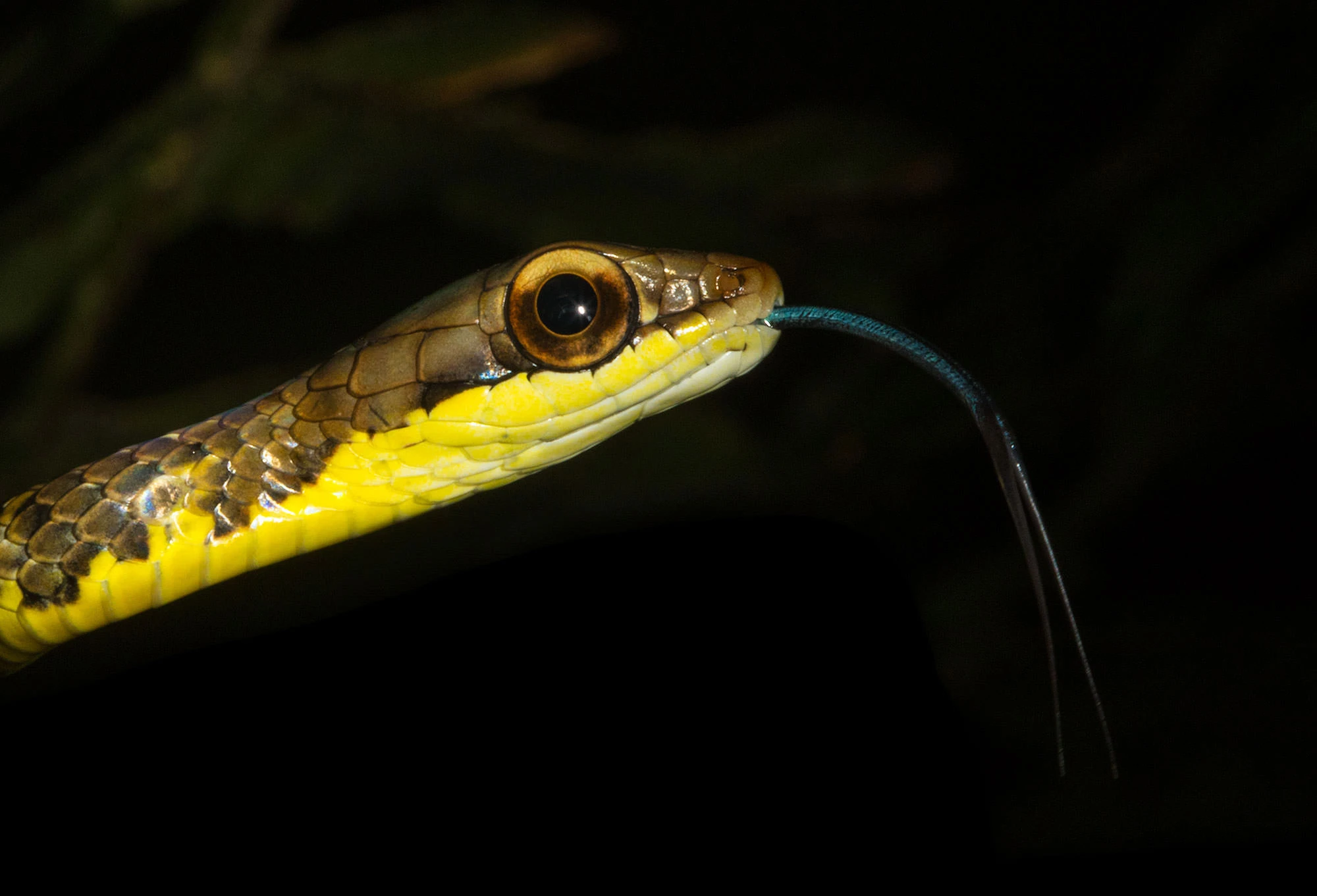 An Olive Forest Racer flicking its blue tongue in the Tambopata understory, its bright yellow throat and brown-olive scales illuminated against the dark rainforest.