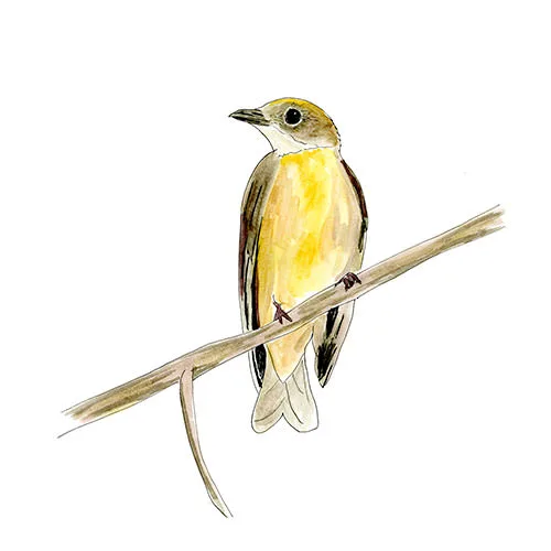Watercolor and Copic marker sketch of an Orange-crowned Manakin (Heterocercus aurantiivertex), by Erik Gauger.