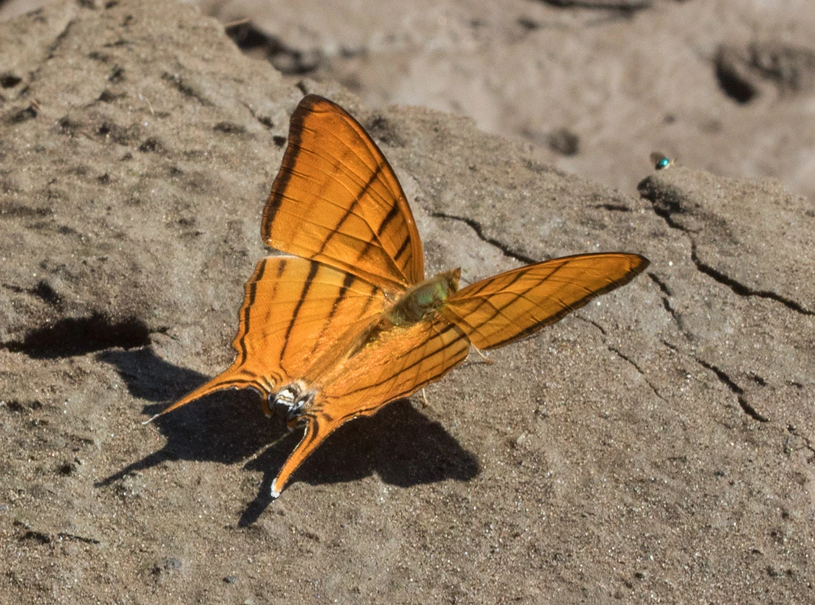 Orange Daggerwing butterfly (Marpesia berania), perched on the sand in Tambopata, Peru