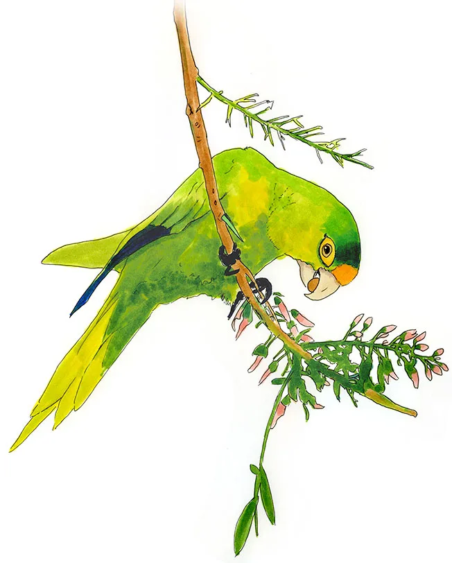 Watercolor and Copic marker sketch of an Orange-fronted Parakeet (Eupsittula canicularis), by Erik Gauger.