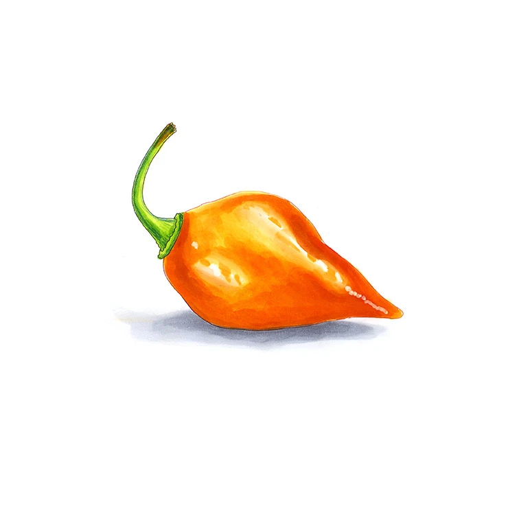 Orange Lantern pepper illustrated in watercolor and ink on a white background
