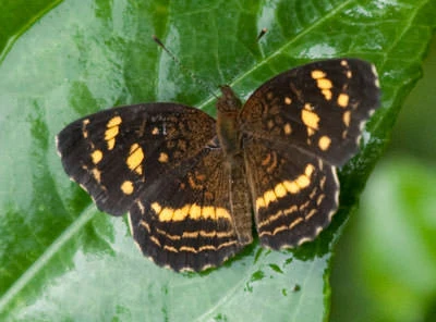 Orange-patched Crescent (Anthanassa drusilla)