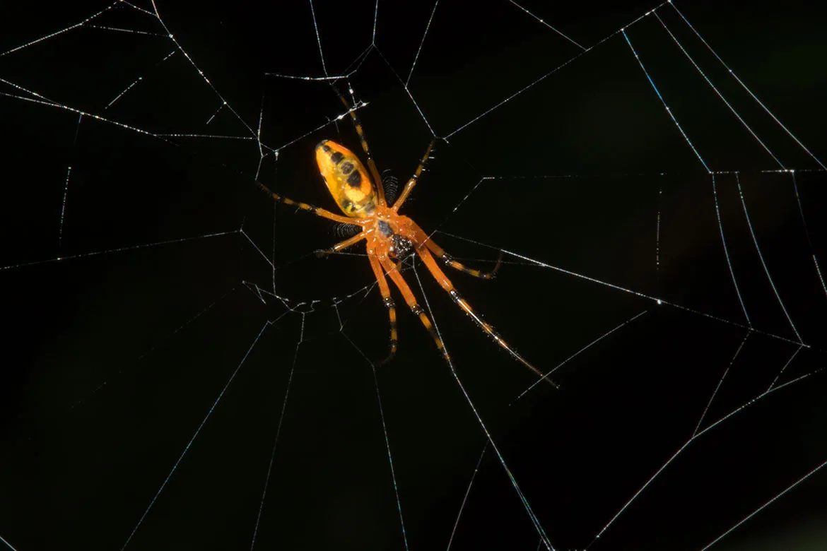 Unidentified orange spider from Tambopata, Peru on orb web in low understory