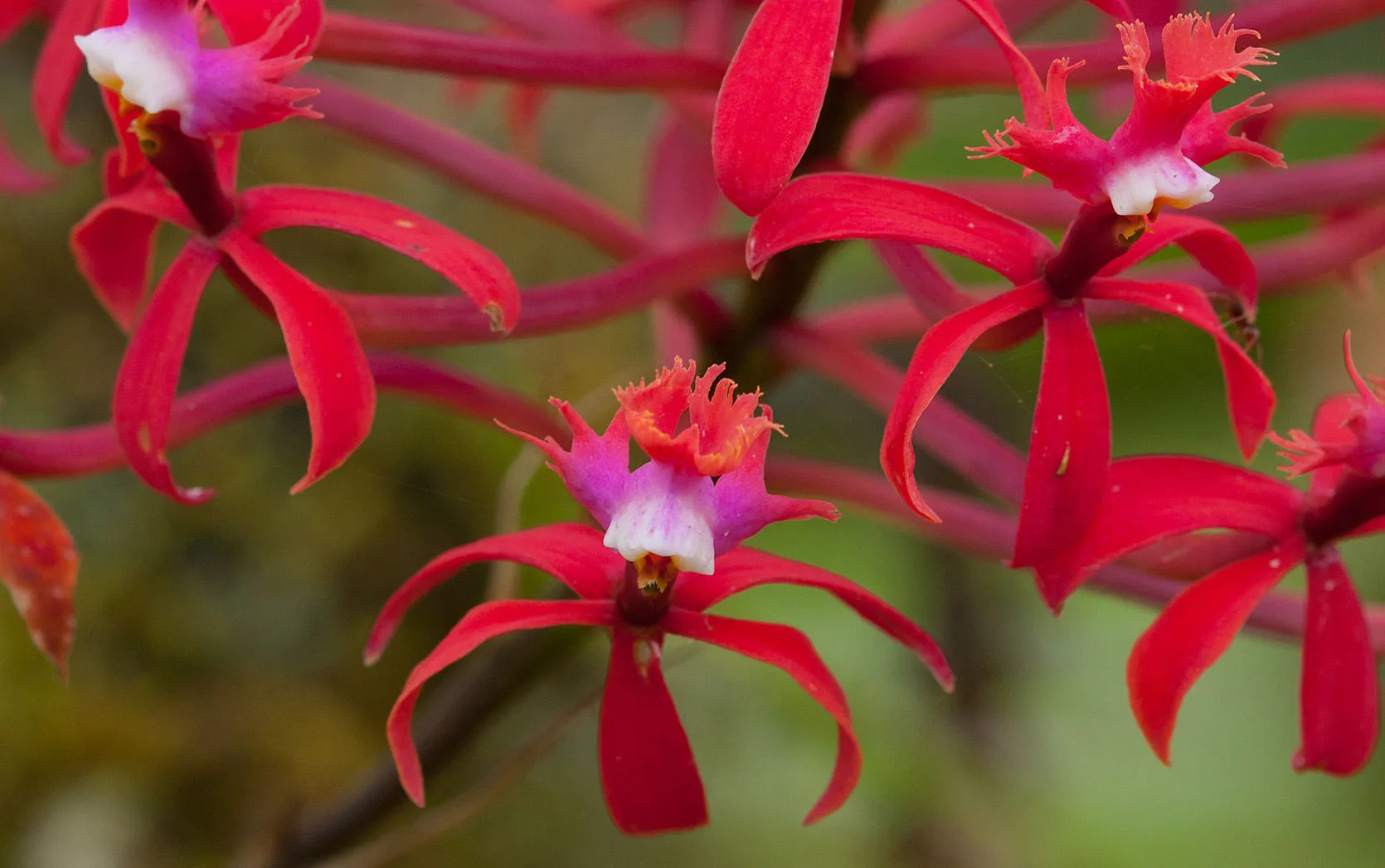 Sprays of red and pink Epidendrum orchids blooming on the eastern slope of the Andes in Ecuador.