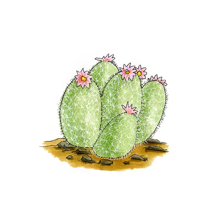 Watercolor illustration of Orcutt's foxtail cactus (Escobaria orcuttii), pale, egg-shaped stems with small pink flowers.