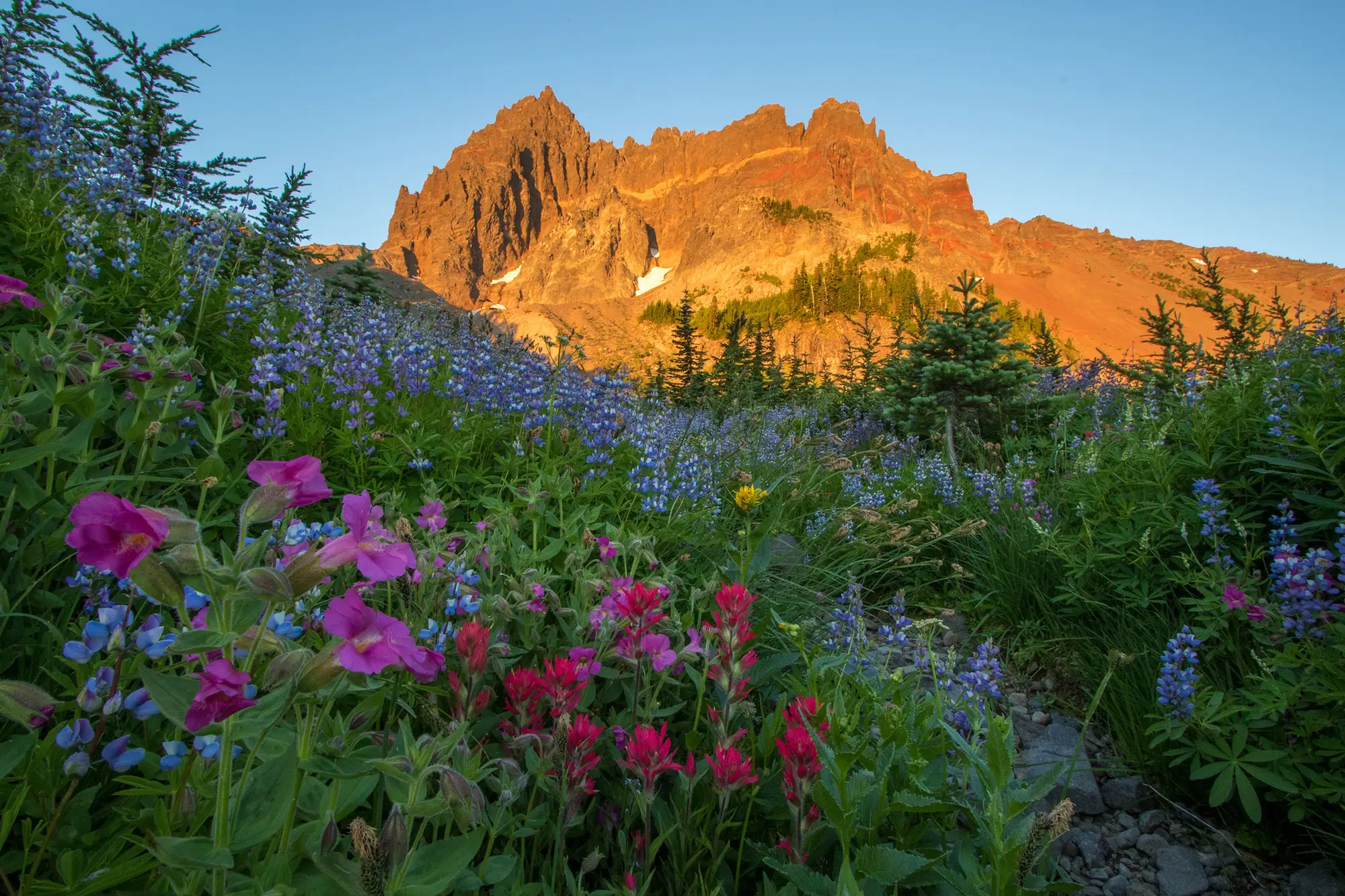 A Cascade peak glowing at sunset above forested foothills and wildflowers, Oregon Cascades