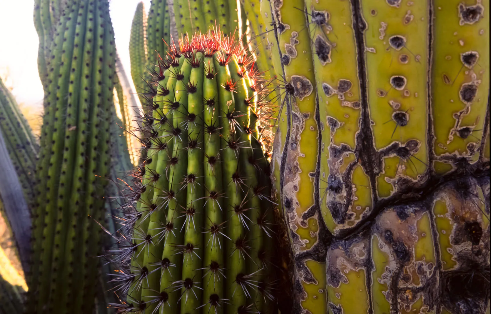 Close-up of ribbed organ pipe cactus stems, one with a red-spined growing tip and another scarred and yellowed.