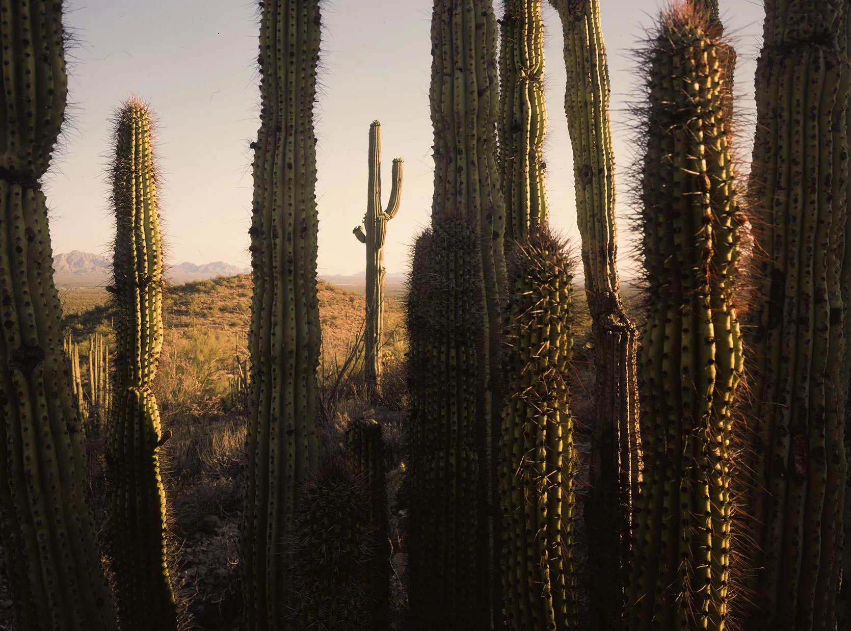 Backlit organ pipe and saguaro cacti at golden hour, the Sonoran Desert and distant mountains beyond