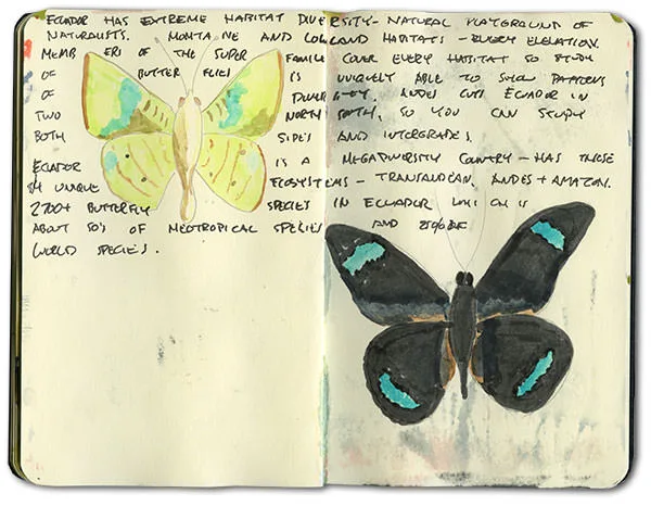 Sketch by Erik Gauger of Amazon butterflies, from his Oriente Ecuador moleskine journal
