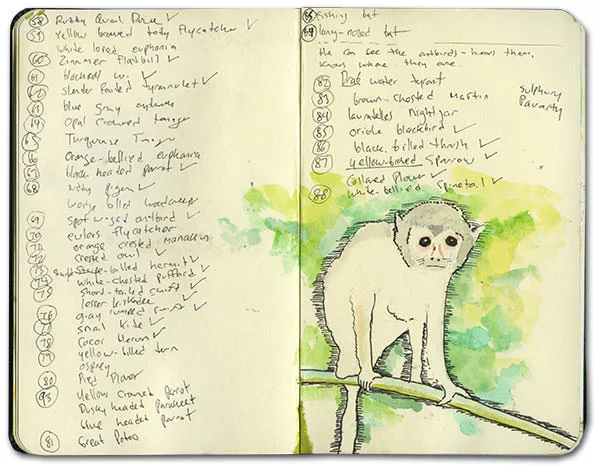 Bird checklist beside a watercolor of a small monkey on a branch