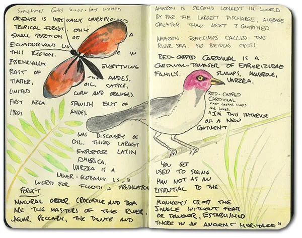 Watercolor of a red-capped cardinal and an orange and black butterfly with notes on the Amazon