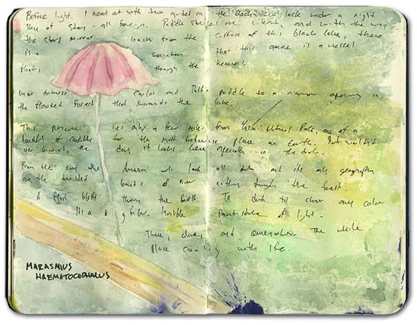 Watercolor of a Marasmius haematocephalus mushroom over handwritten notes from the flooded forest