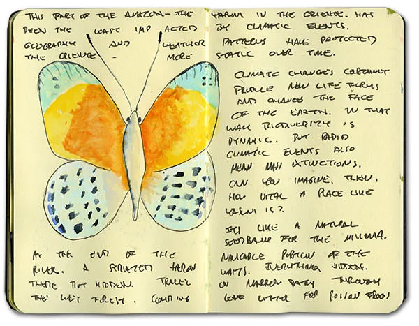 Watercolor of an orange and pale blue butterfly with notes on the climate history of the Oriente