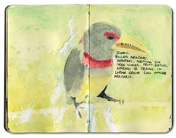 Watercolor of an ivory-billed aracari
