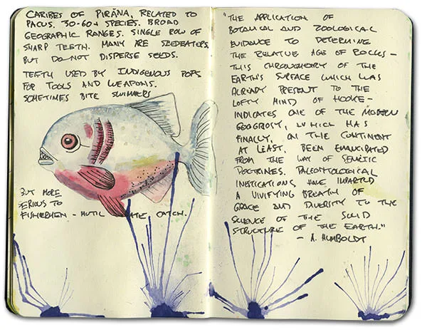 Watercolor of a piranha with notes and a quotation from Humboldt