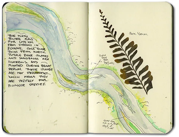 Watercolor map of the Napo River and its islands, with a fern pressed in Yasuni