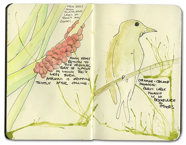 Watercolor of frog eggs on a reed and an orange-crested manakin