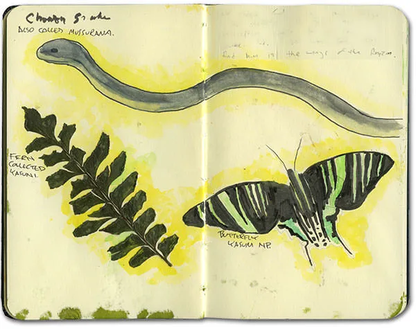 Watercolor of a chonta snake, a pressed fern and a black and green butterfly from Yasuni