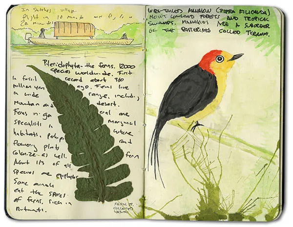 Sketch of a riverside village, a pressed fern and a wire-tailed manakin