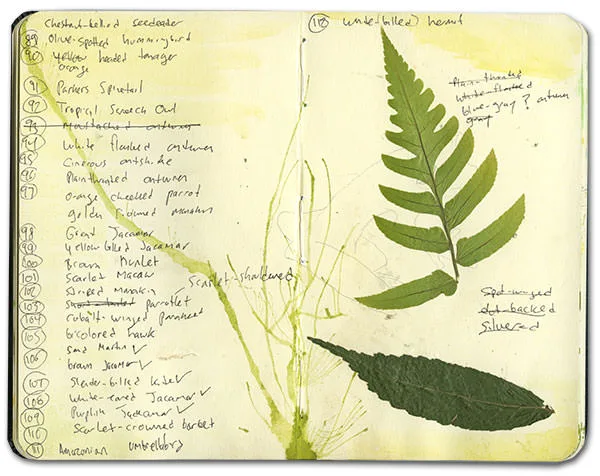 Pressed fern and leaf beside a numbered bird list from the Napo River islands