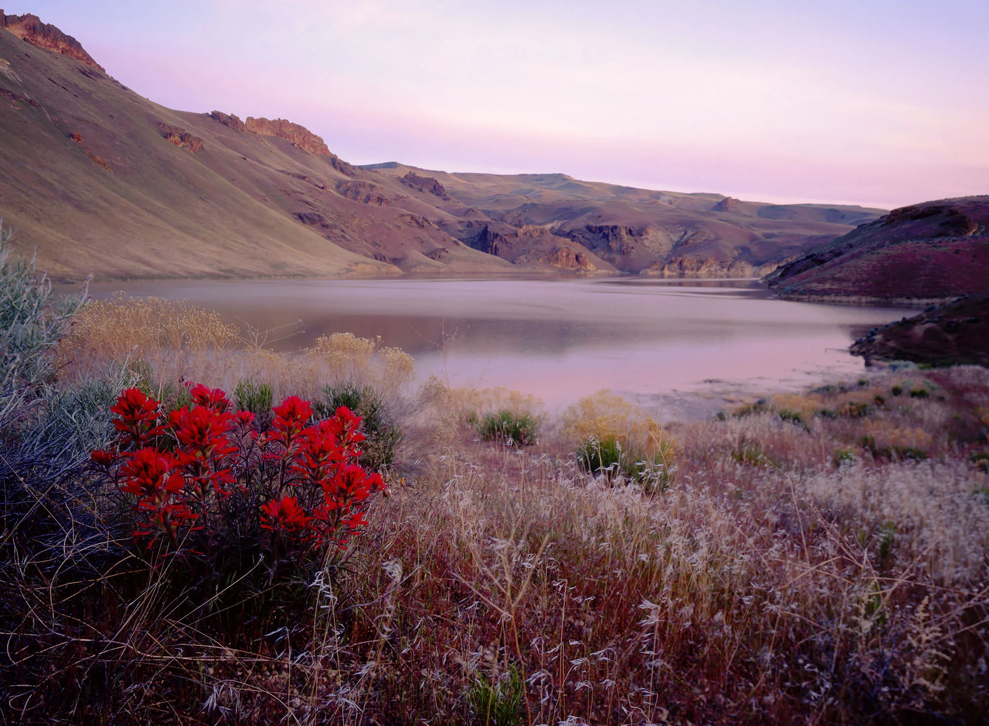 Scarlet Indian paintbrush blooming above the still, pink-lit water of Owyhee Reservoir at dawn, desert canyon walls beyond