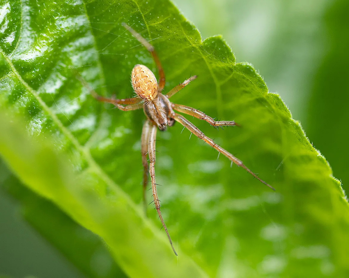 Oxyopes lynx spider from Tikehau in the Tuamotu Archipelago, showing a sandy mottled abdomen and long spiny legs on a glossy green leaf