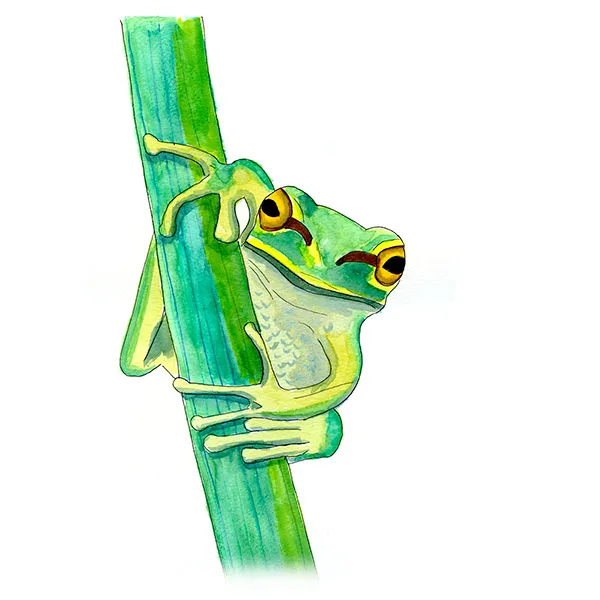 Pacific Treefrog (Pseudacris regilla) — Copic and watercolor study of Oregon's small chorus frog with green dorsum and dark eye stripe, perched on a reed.